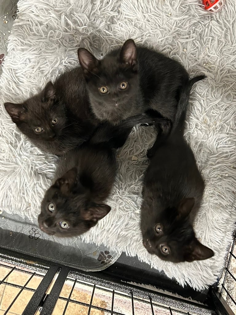 Kittens ready to go now