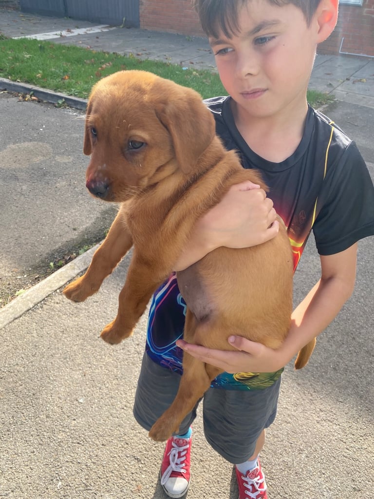 READY NOW Kc reg Labrador puppies both jabs microchip flea worm insured 