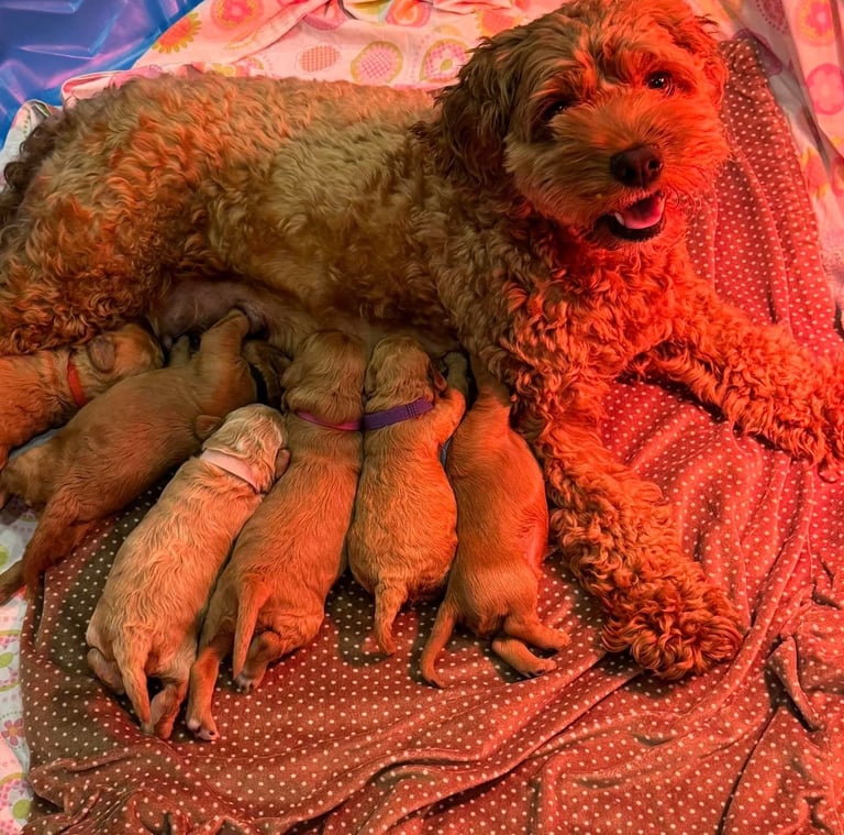 Poodle puppies looking for new homes 