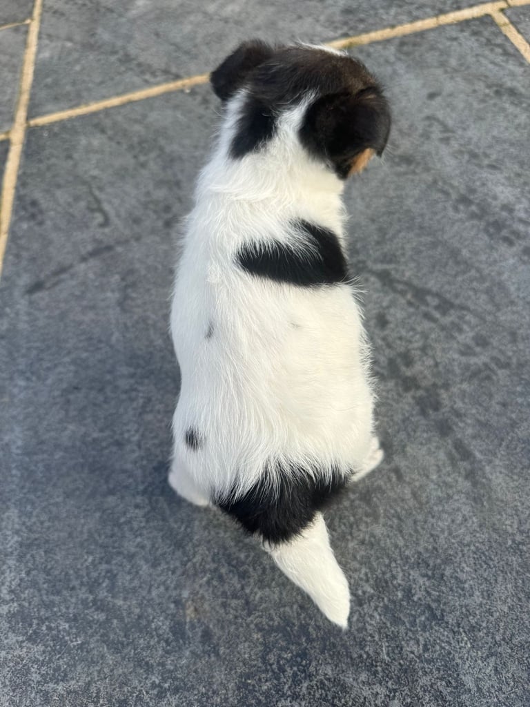 Jack Russell Puppies