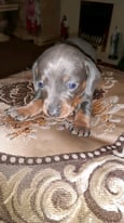Beautiful Dachshund puppy's 