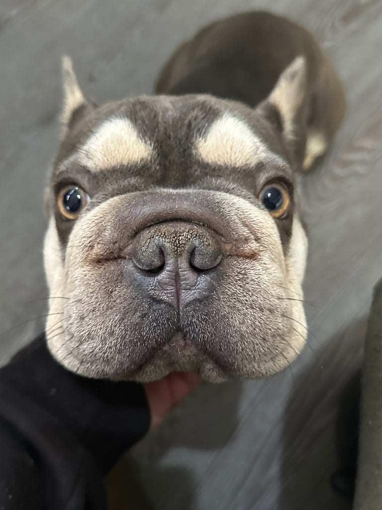 1 yr old frenchbull dog Luna 