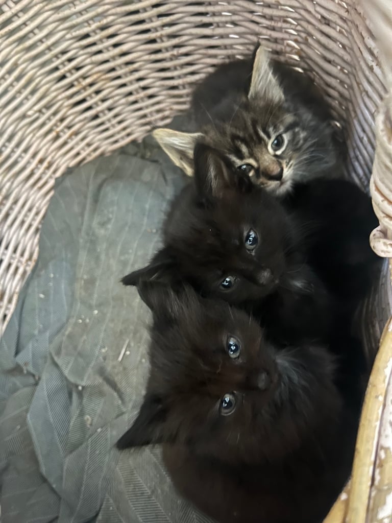 Fluffy Kittens For Sale (1 LEFT) 