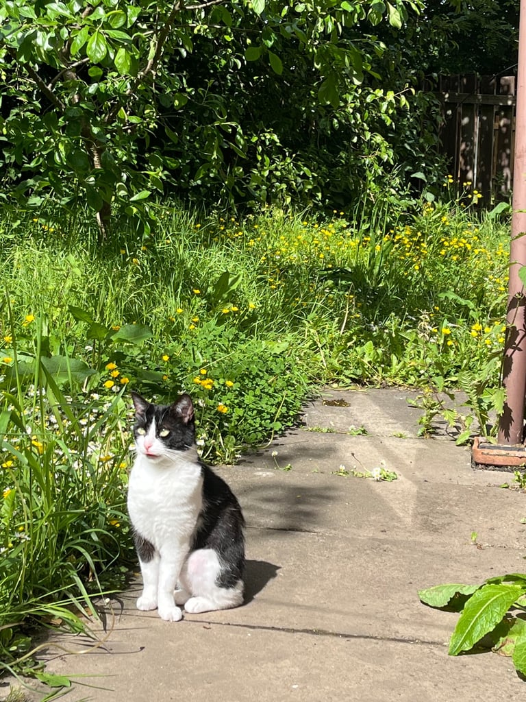 2 black and white cats 