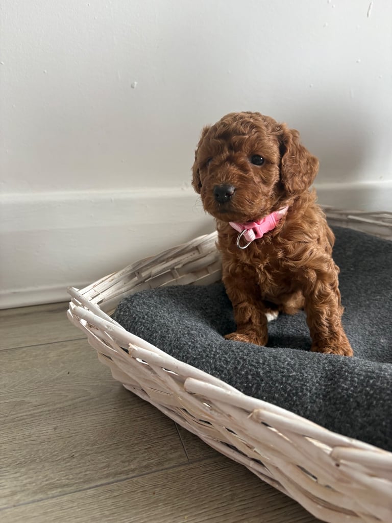 Poochons puppies 