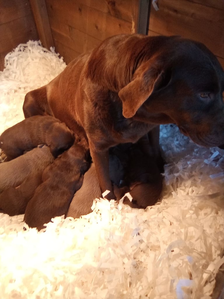 Show type Labrador pups