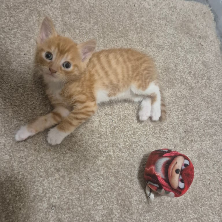 Gorgeous kittens for sale