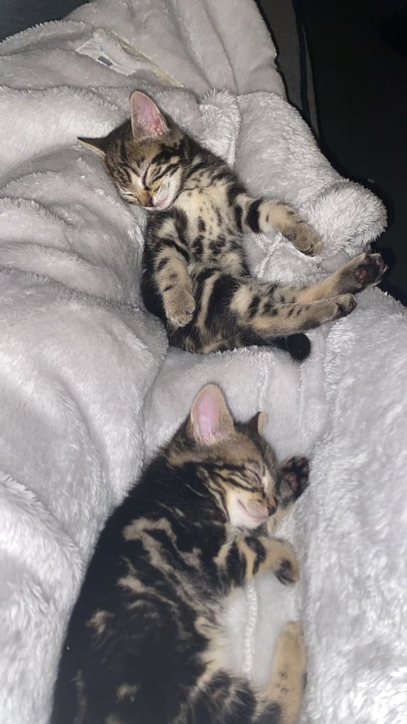 2 Beautiful Kittens