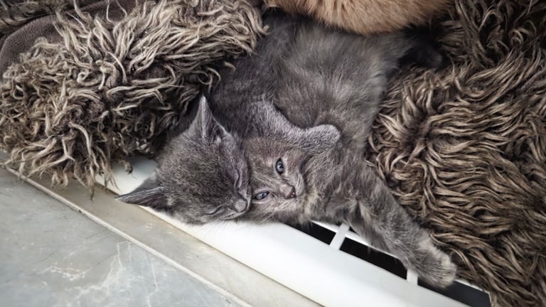 4 half ragdoll kittens - 2 grey fluffy female 2 ginger male