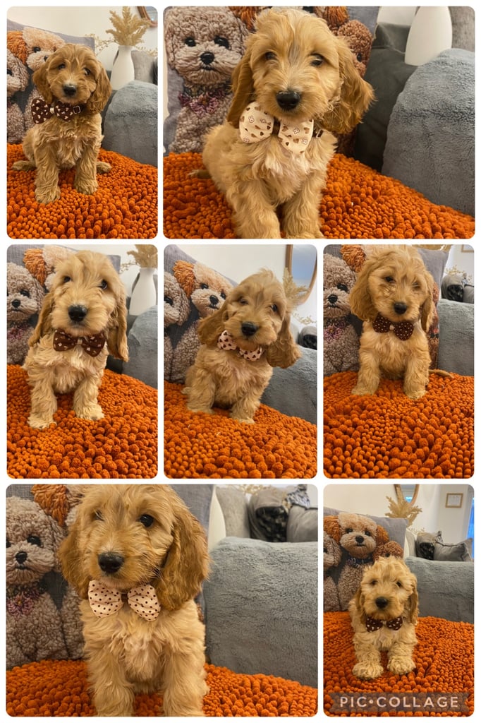 image for Cockapoo f1 boys 
