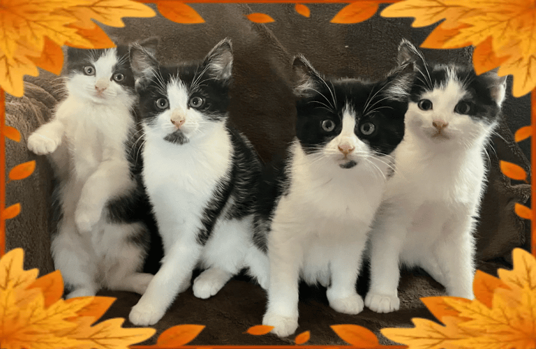 image for Kittens for sale