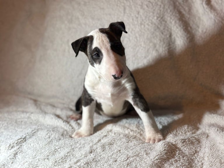 💥ENGLISH BULL TERRIER PUPS 💥