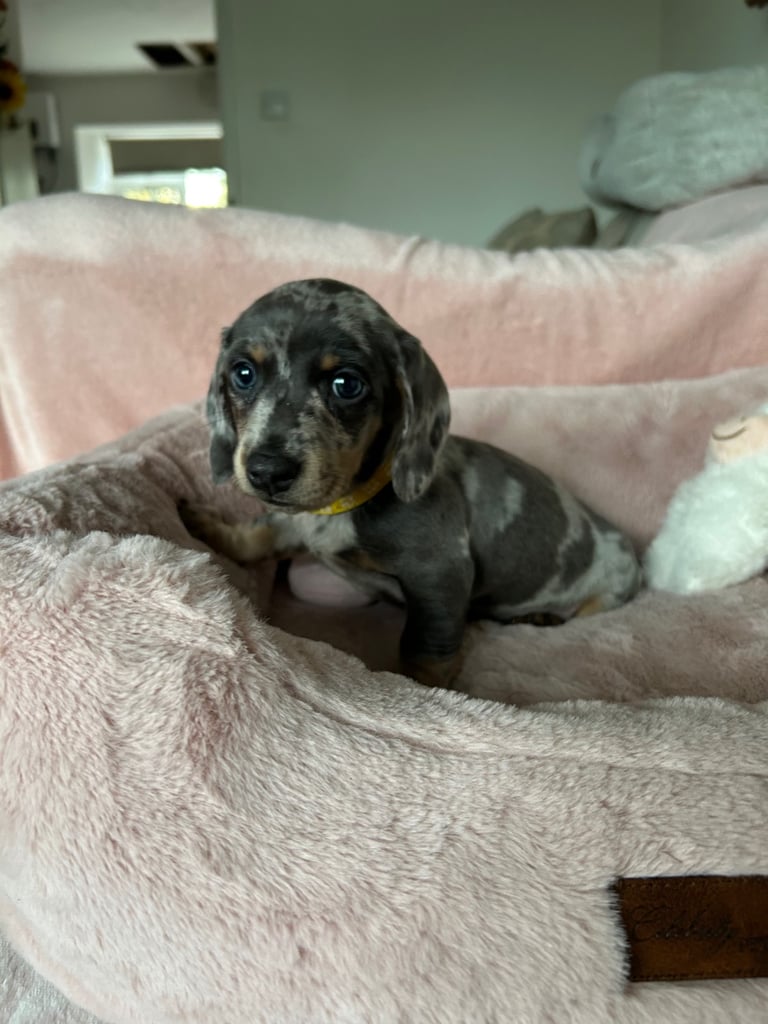 Ready now, 4 Beautiful girls  Dachshund puppies available 