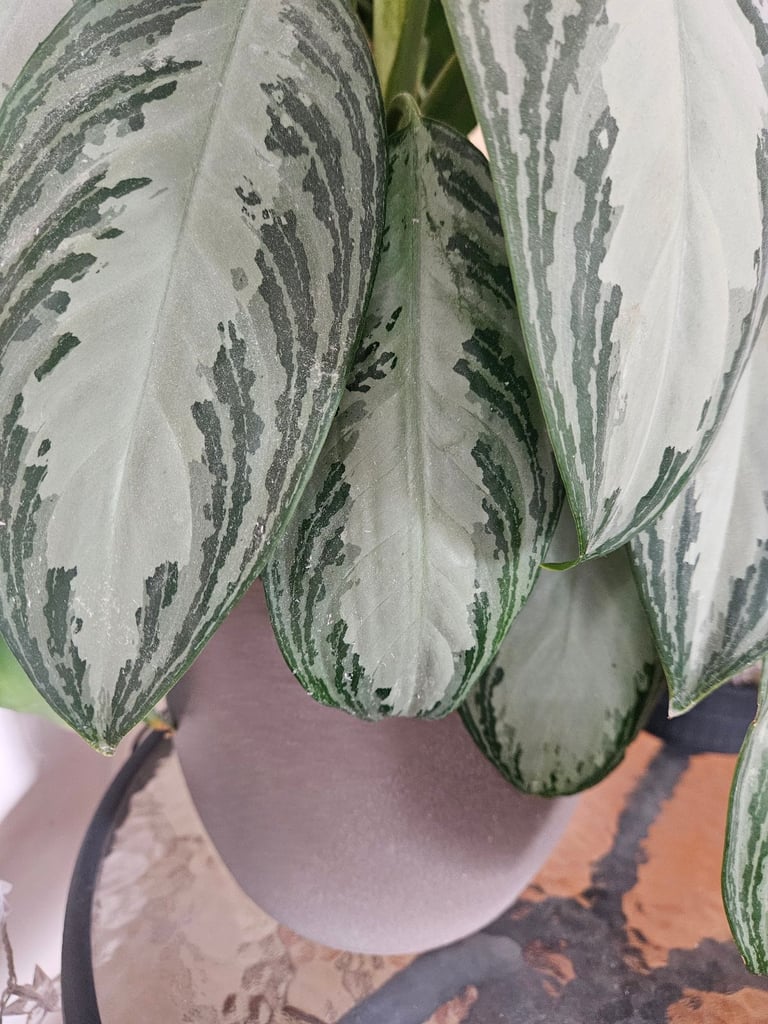 Aglaonema Silver Bay