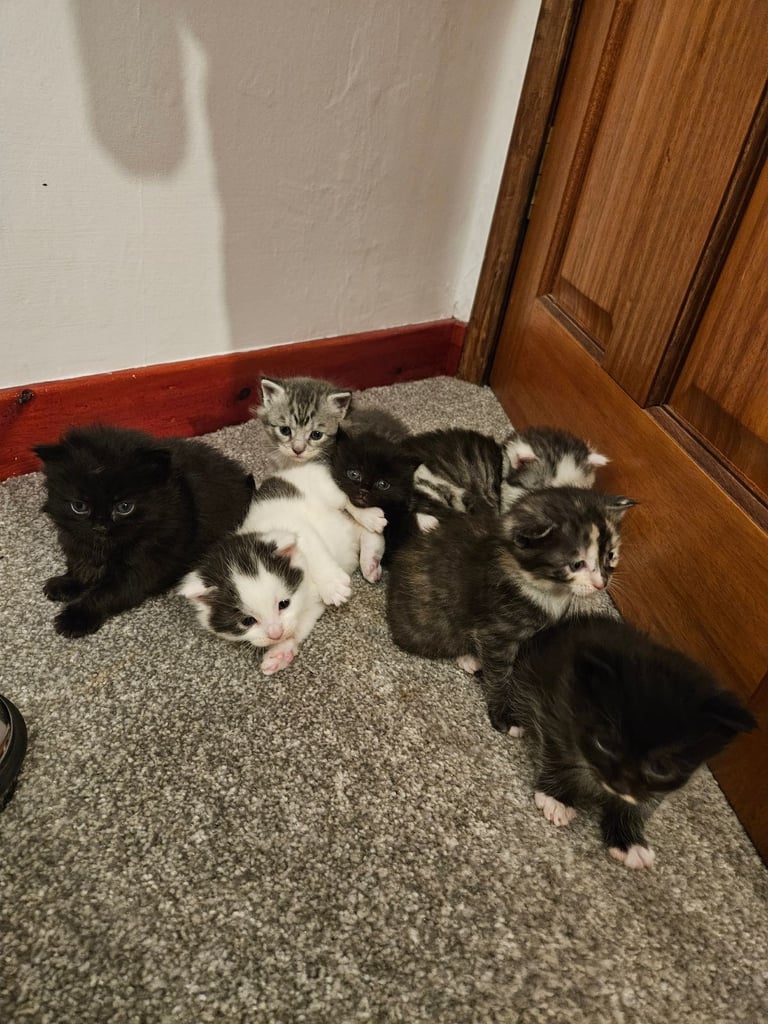Kittens For Sale - Maine Coon Mother 