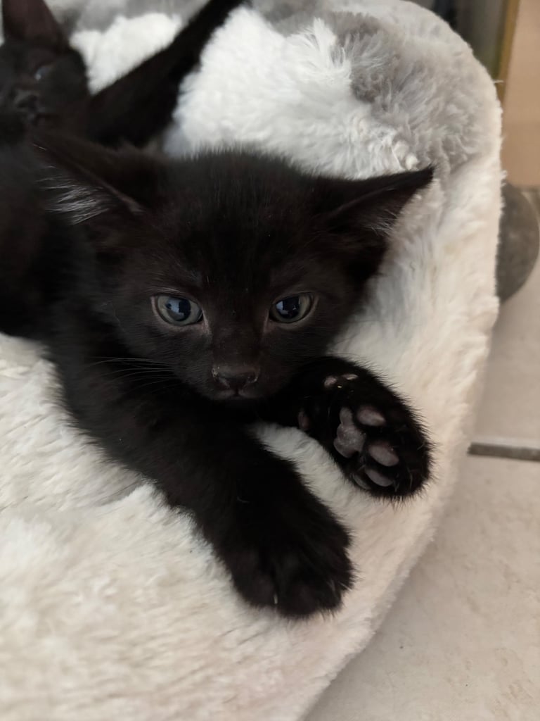 ready now for a loving home 