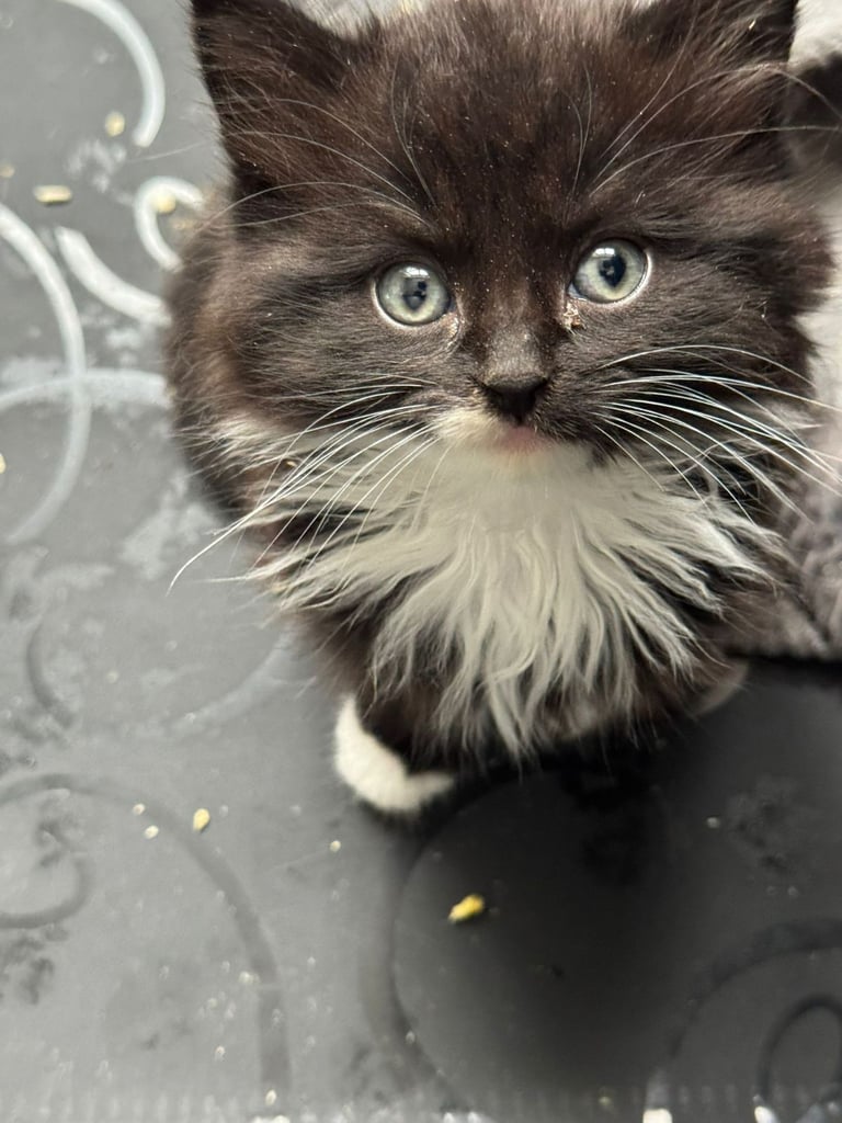 Kittens for sale