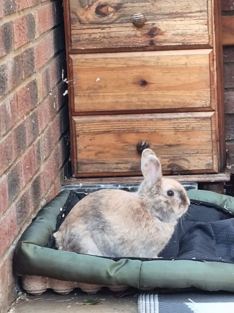 Male bunnie for rehoming