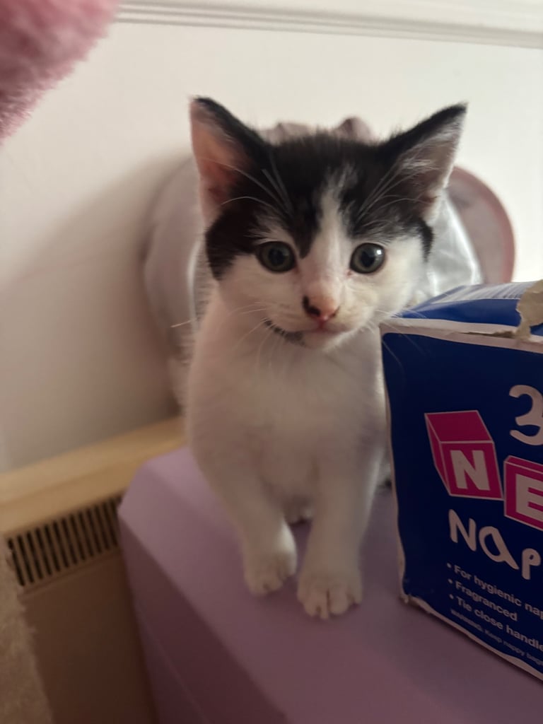 🐾 1 Beautiful Kitten Looking for Their Forever Homes 🏡