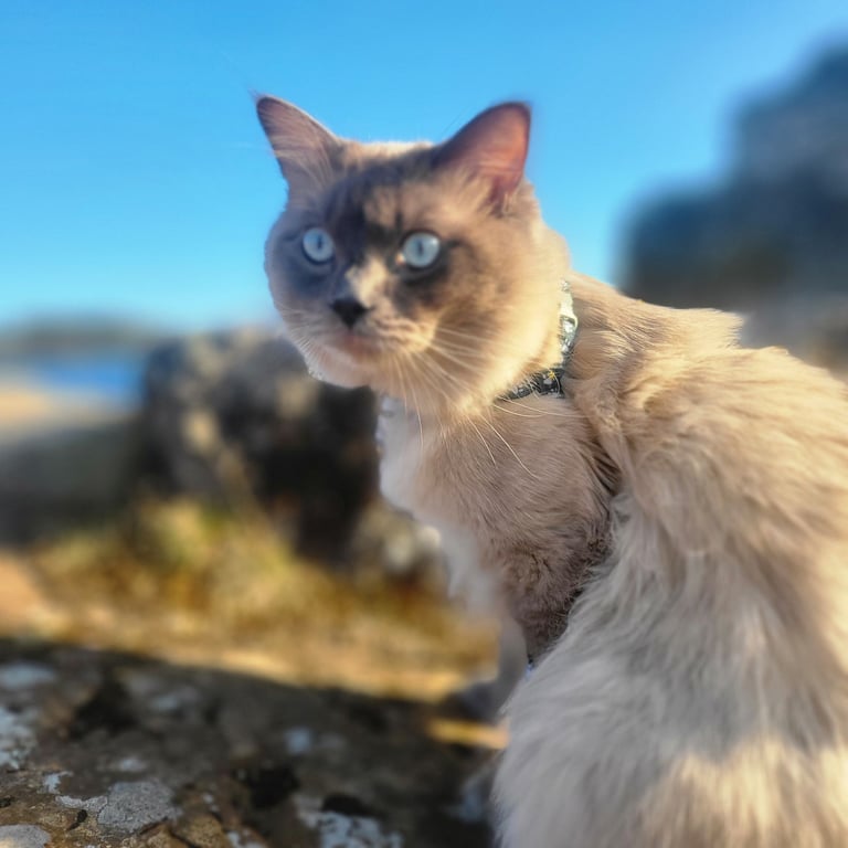 Male Ragdoll Kitten – 17 Months Old – Looking for a Loving Home