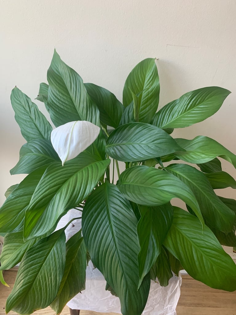 Peace Lily 
