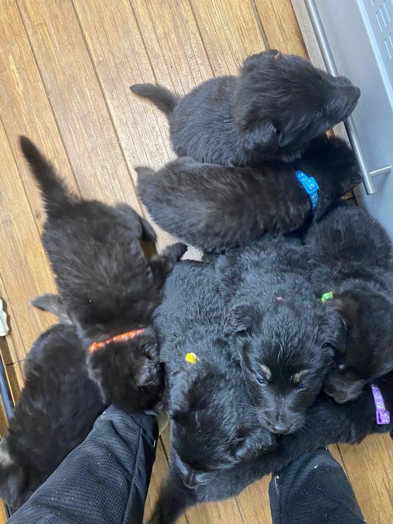 GERMAN SHEPHARD PUPPIES READY TO GO IN 1 WEEK