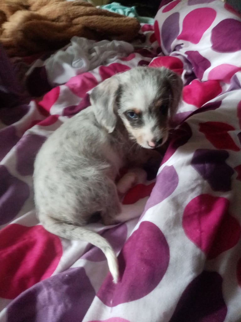 Dachshund miniture