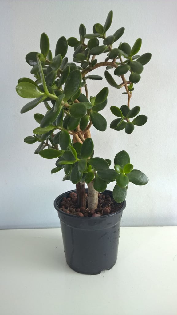 image for 12-13 Years Old Money Tree/Jade Plant Succulent Bonsai.