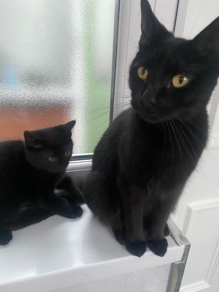 2 kittens and mother for sale
