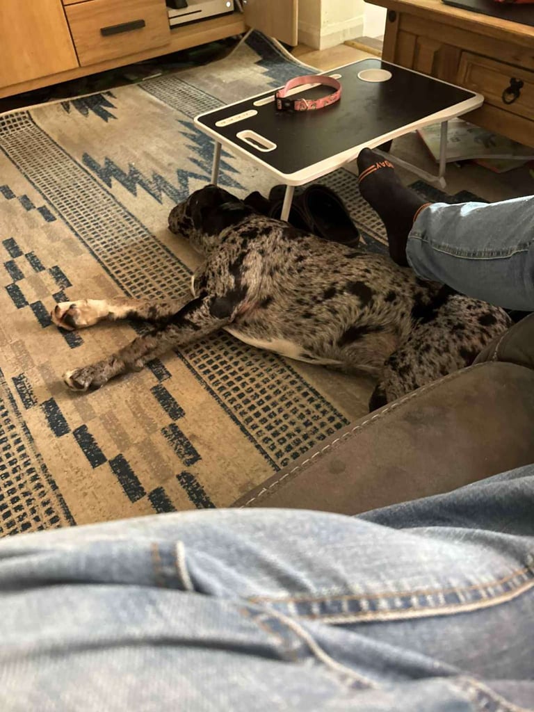 image for Loving dog needs rehoming