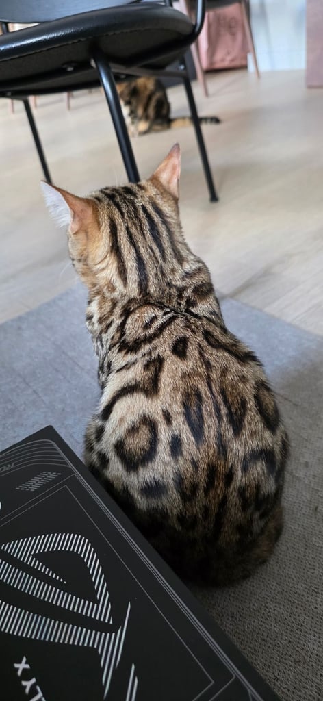 Bengal Female Kitten