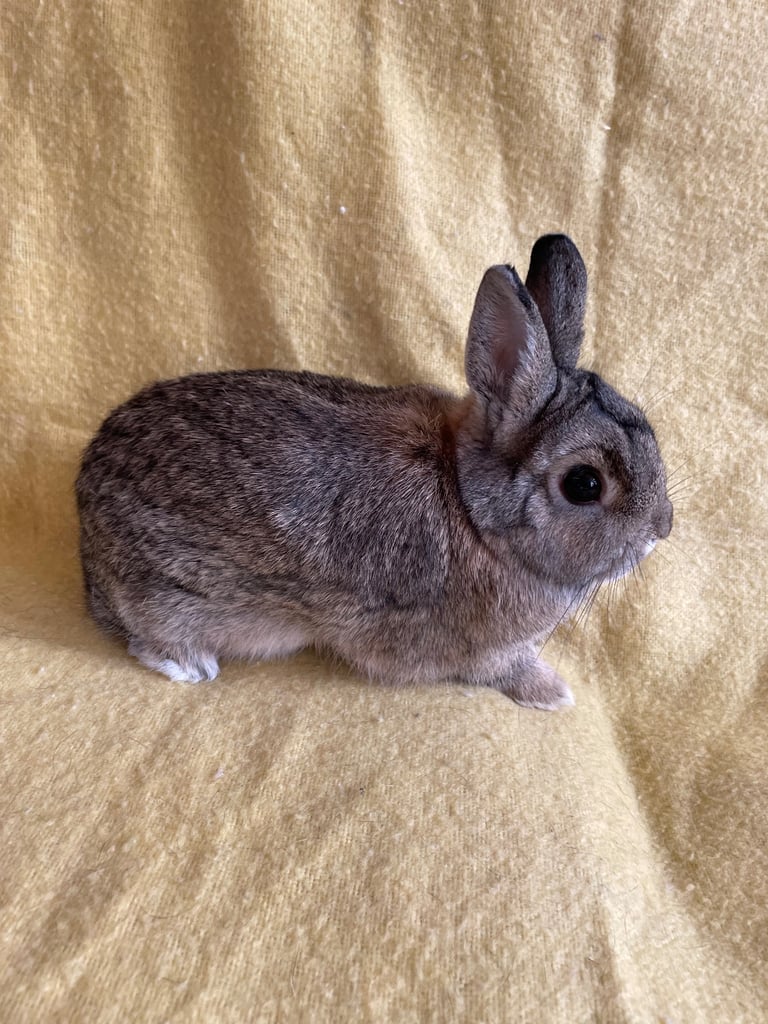Rabbit Netherland dwarf male