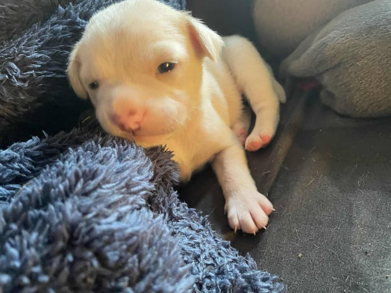 image for 2 X WHITE OLD ENGISH BULLDOG /CHIHUAHUA 