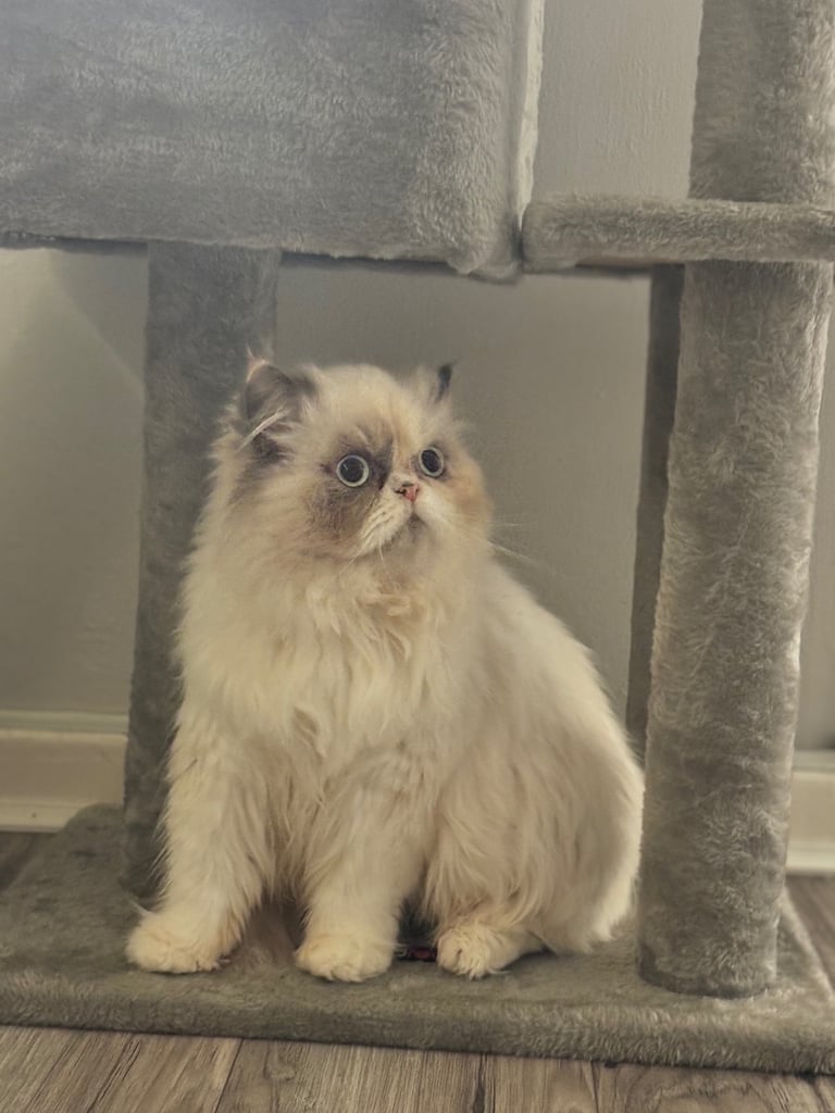 Persian cat- new loving home needed 