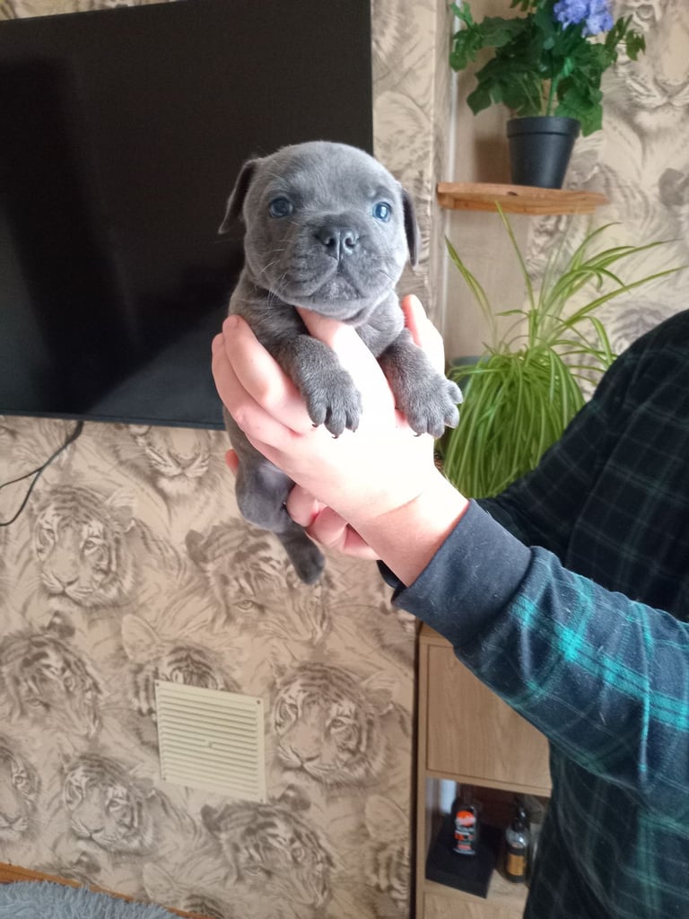 KC Registered staffordshire bull terrier blue brindle.  2 puppy left