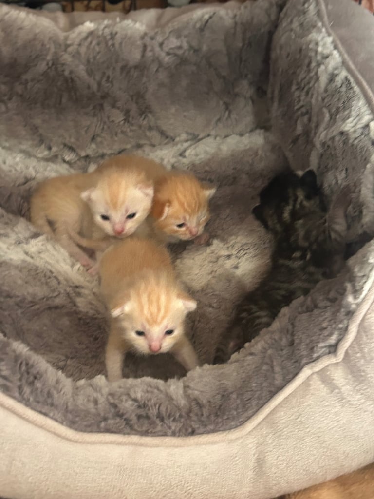 image for Kittens 