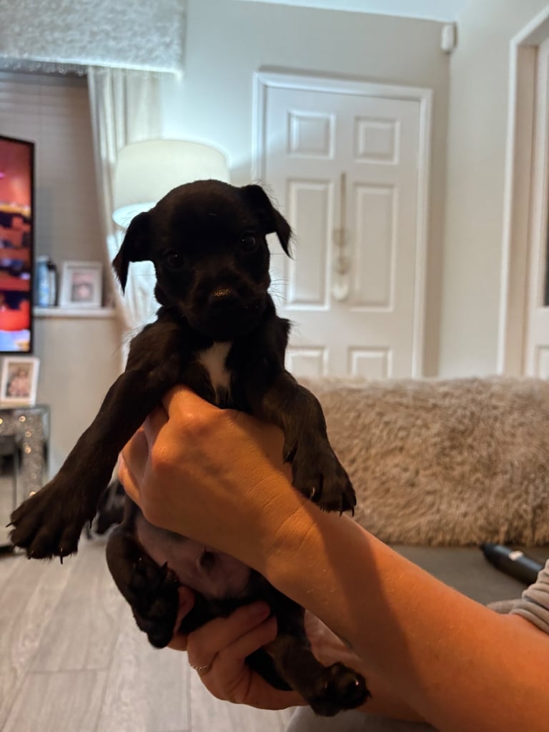 Patterdale terriers for sale 
