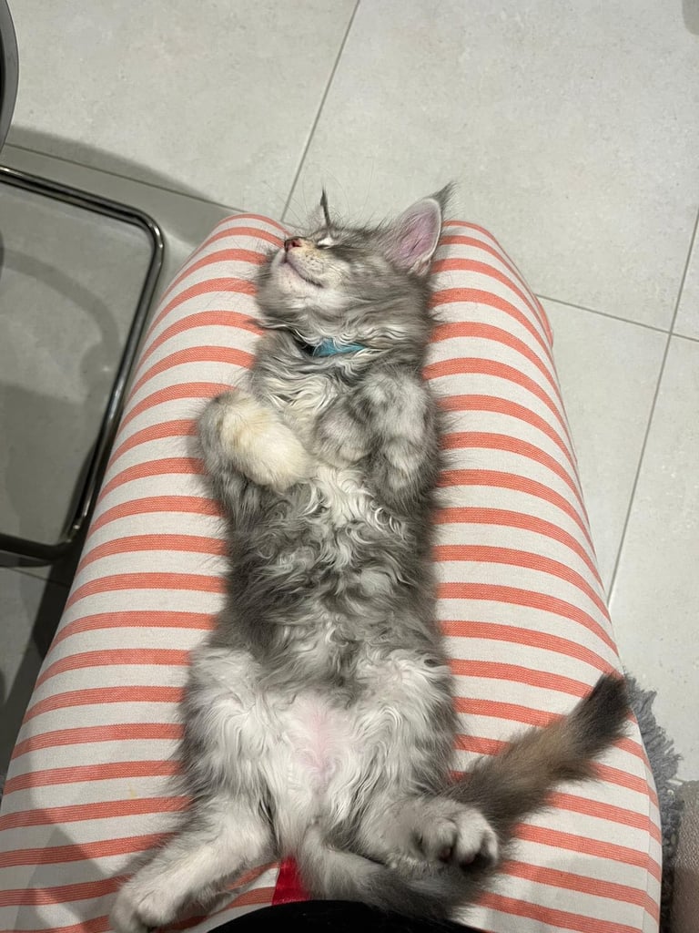 Maine Coon Kittens 2 Males 1 Female