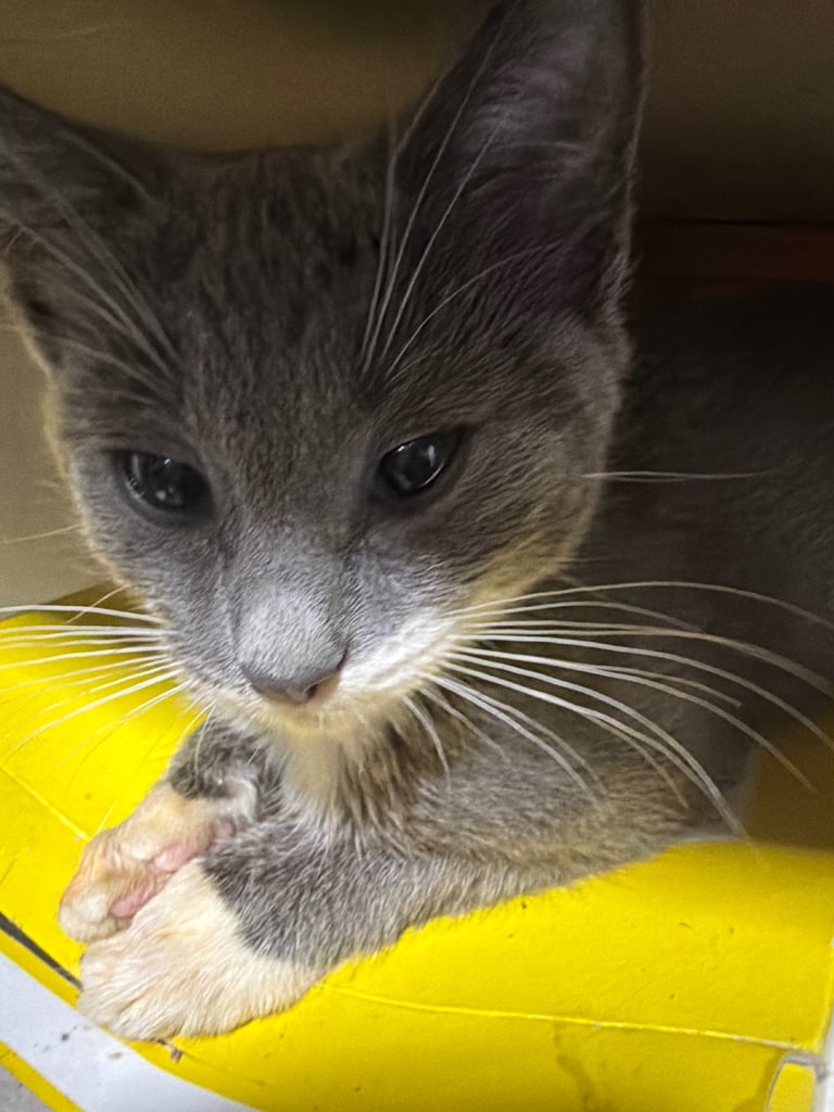 Kittens for sale