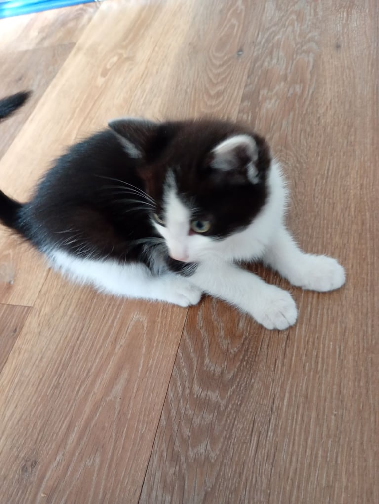 Adorable kittens 