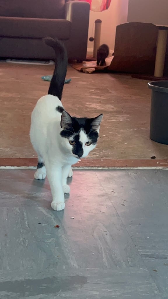 Gorgeous male cat 6 months old