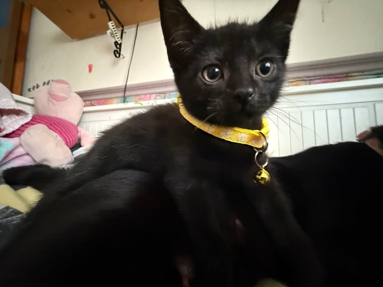 5 kittens for sale 4 girls 1 boy