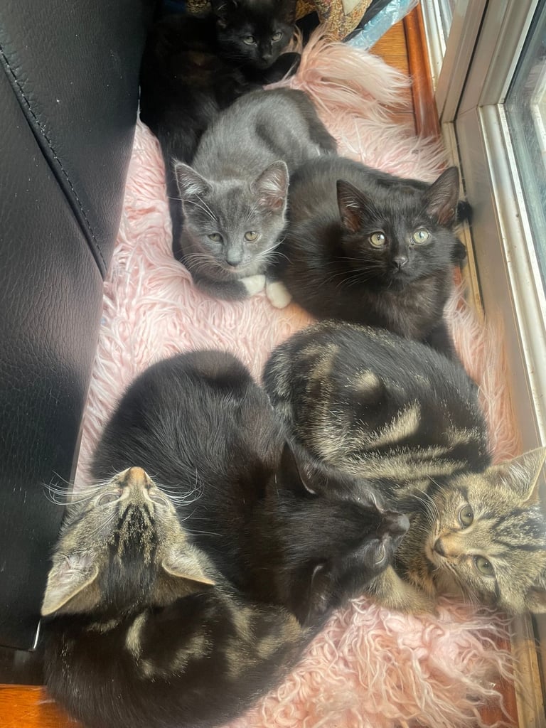 Beautiful kittens for sale 