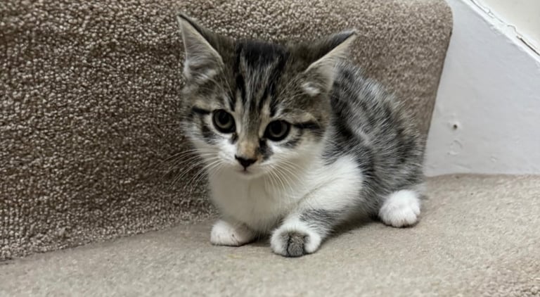 Domestic shorthair kitten 