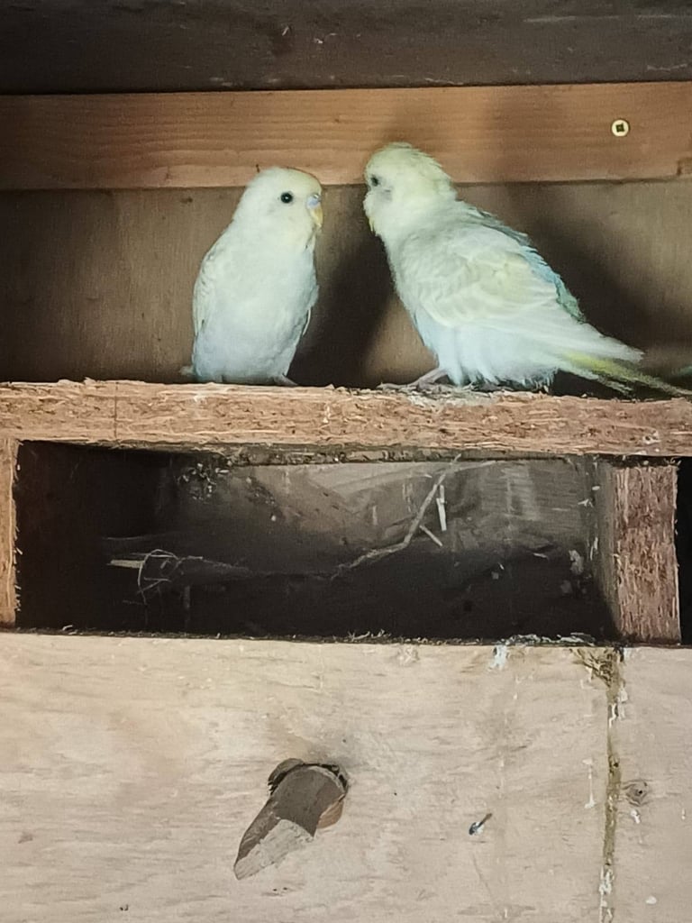 Cockatiels and rainbow budgies