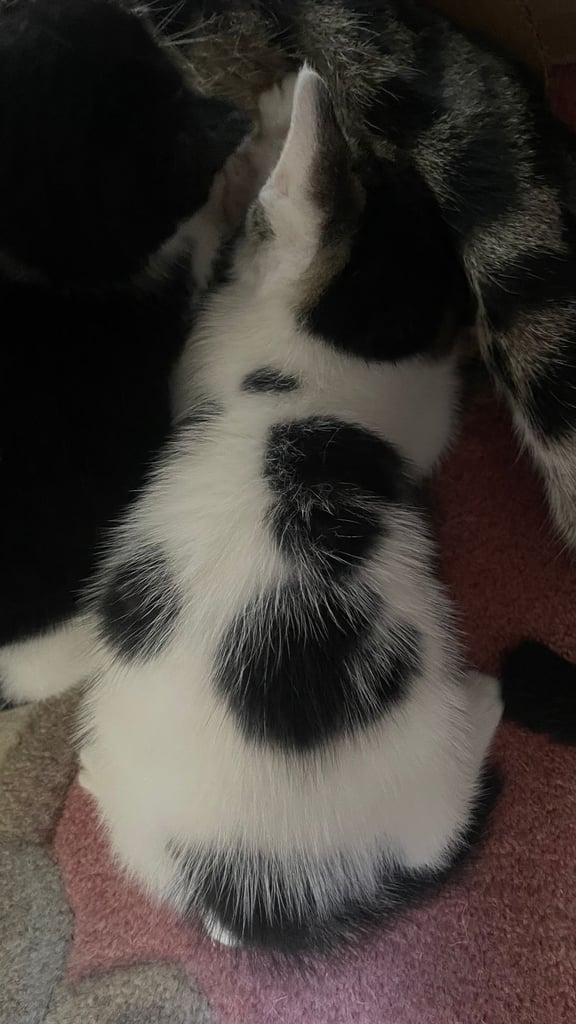 4 Sweet tempered kittens looking for loving homes