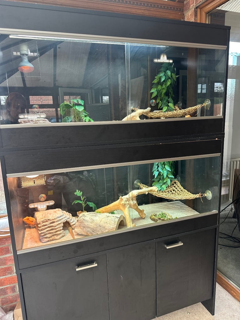image for Full set up + 2 beardies