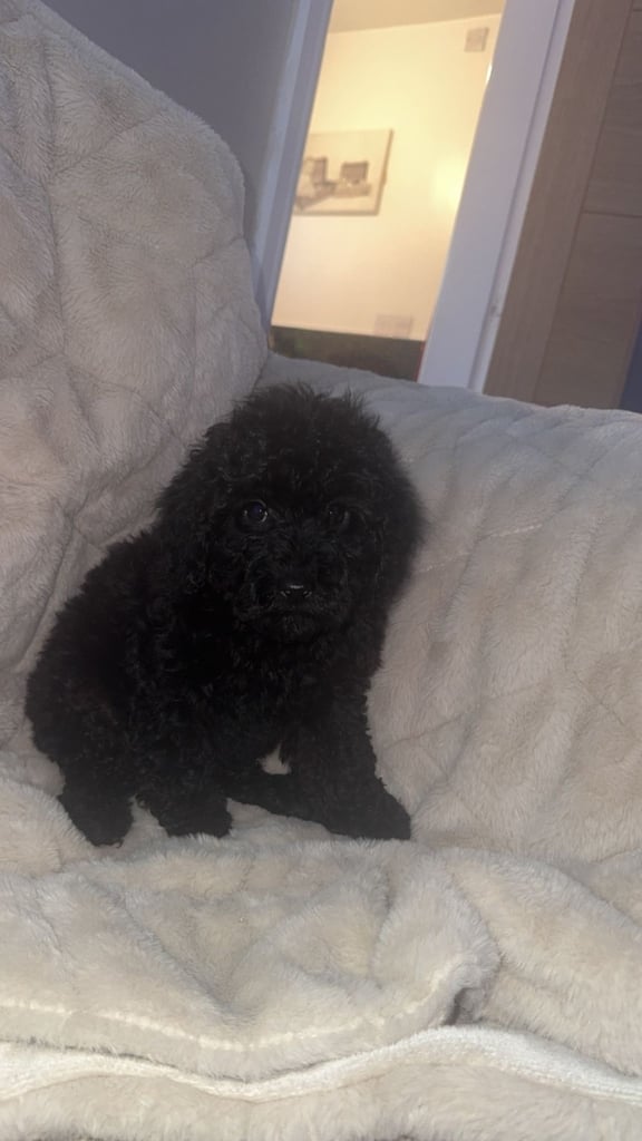 Beautiful miniature poodles