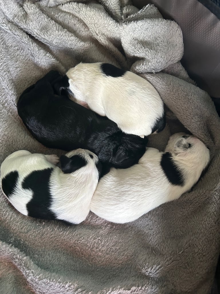 Beautiful Jackapoo Puppies 