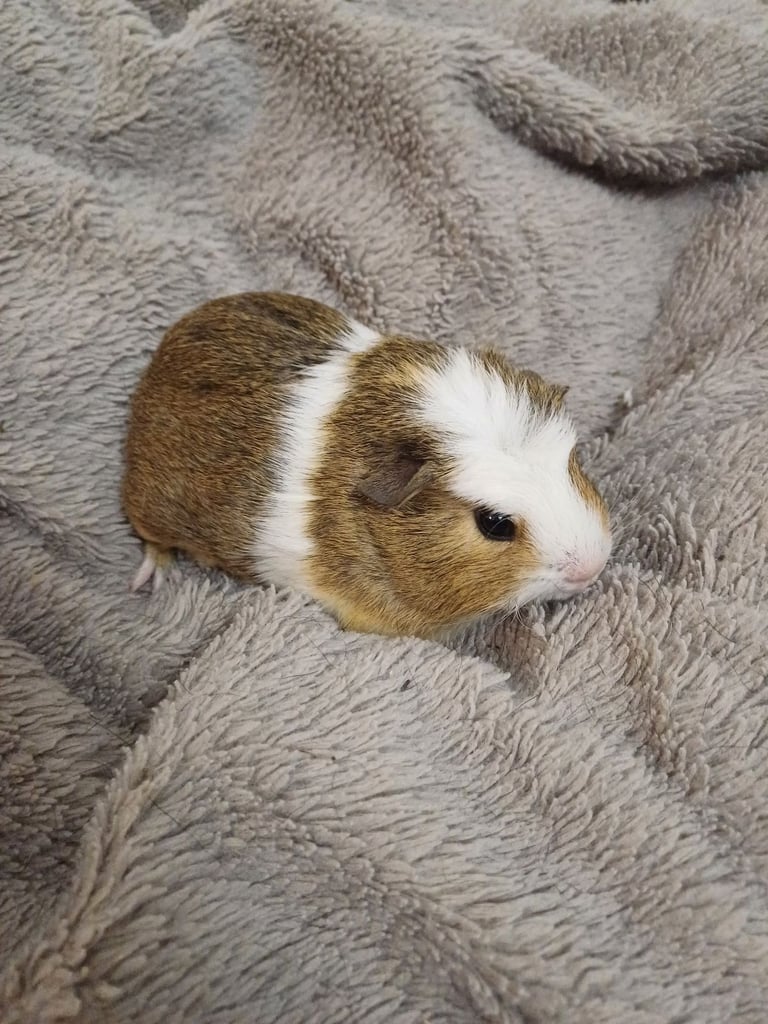 1 Adorable Female Baby Guinea Pig